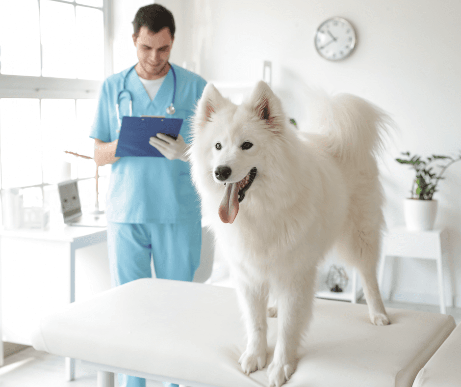 A veterinarian examining a dog in a bright clinic