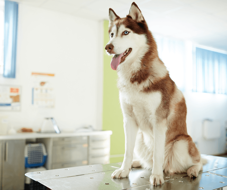 A husky standing on an examination table in a veterinary clinic