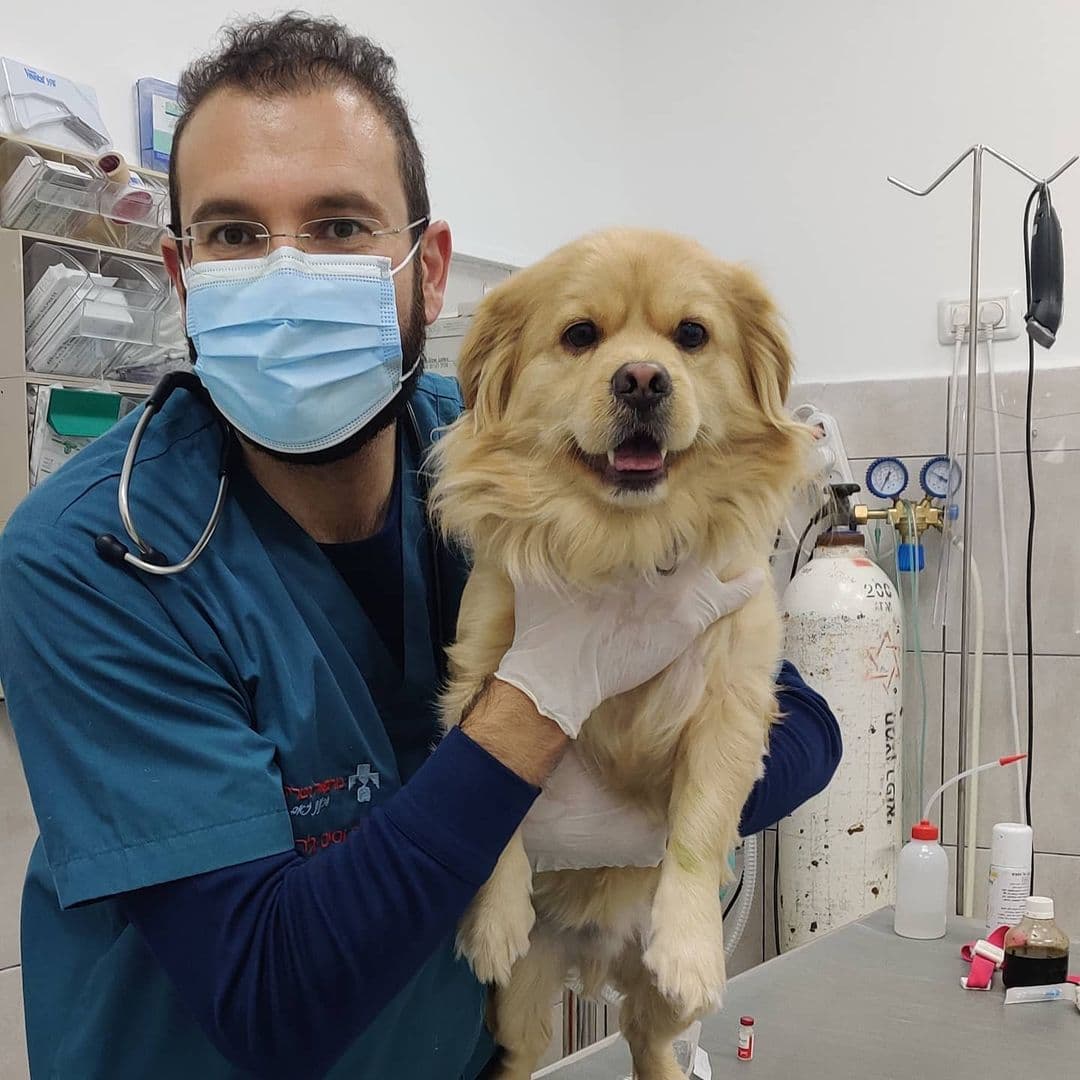 Veterinarian holding a dog during real clinical veterinary care