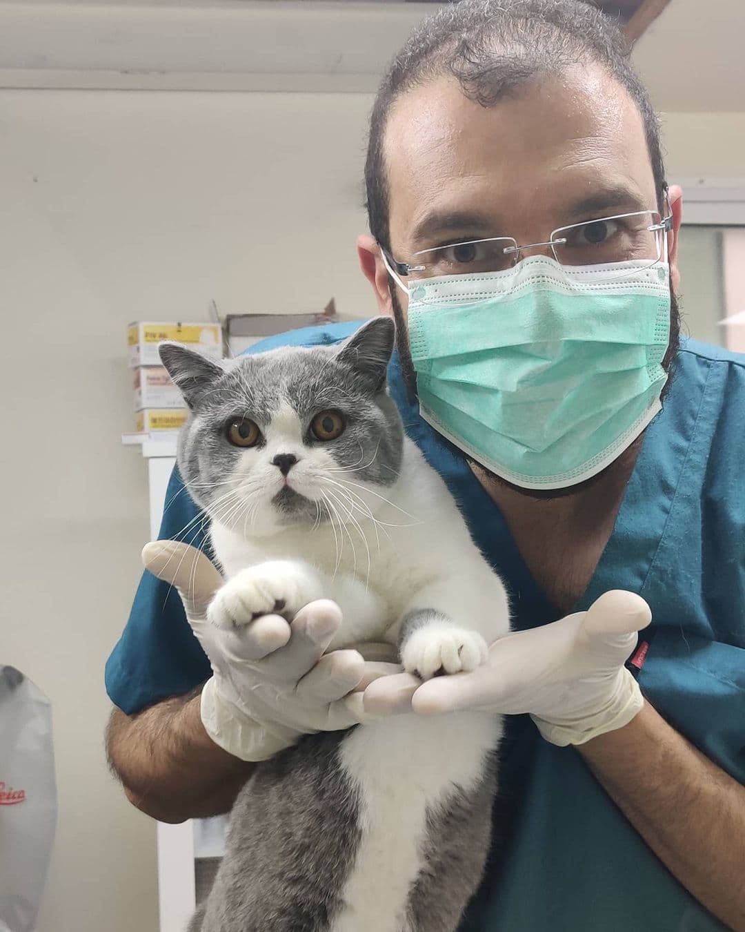 Veterinary treatment setting for companion animal care